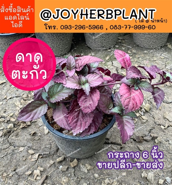 ดาดตะกั่ว  Red Frame Ivy ไม้คลุมดิน จัดสวน ปลีก-ส่งทั่วไทย