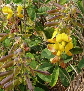 ถั่วมาร ถั่วกระดิ่ง crotalaria retusa | เมล็ดพันธุ์ดี เกษตรวิถีไทย - เมืองระยอง ระยอง