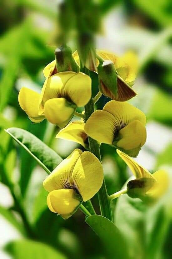 ถั่วมาร ถั่วกระดิ่ง crotalaria retusa