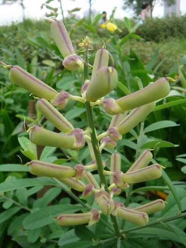 ถั่วมาร ถั่วกระดิ่ง crotalaria retusa