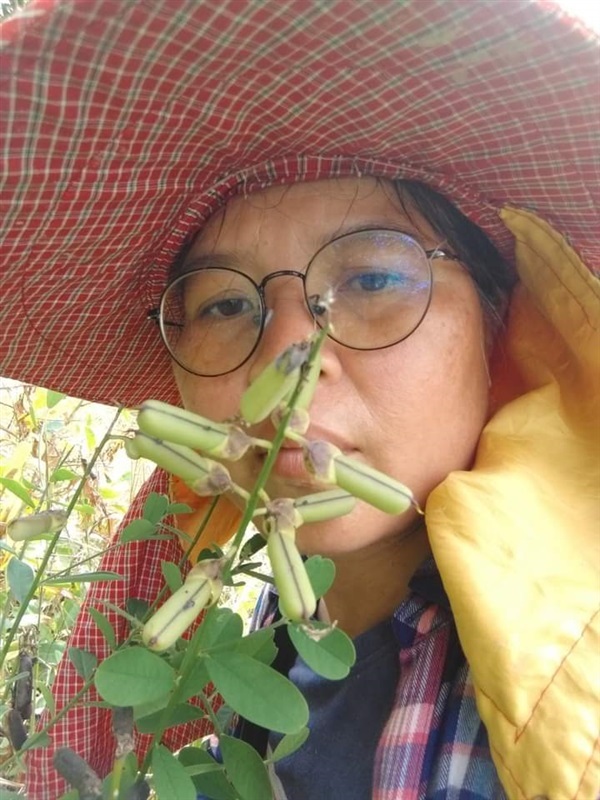 ถั่วมาร ถั่วกระดิ่ง crotalaria retusa