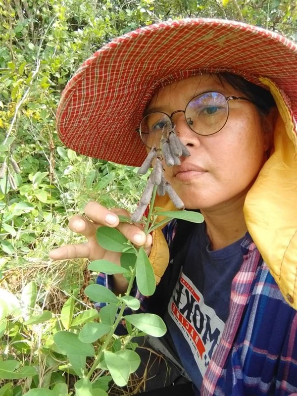 ถั่วมาร ถั่วกระดิ่ง crotalaria retusa