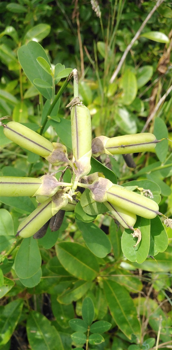 ถั่วมาร ถั่วกระดิ่ง crotalaria retusa