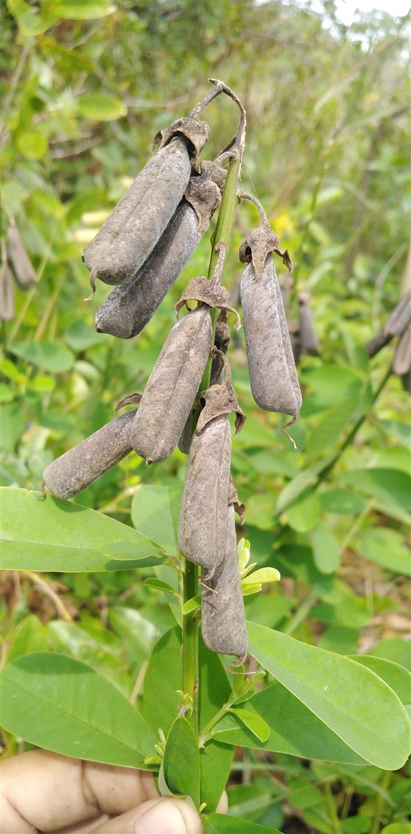 ถั่วมาร ถั่วกระดิ่ง crotalaria retusa