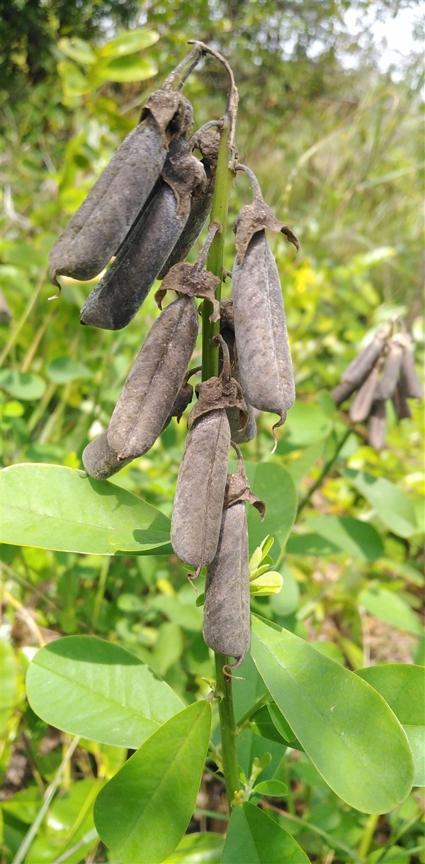 ถั่วมาร ถั่วกระดิ่ง crotalaria retusa