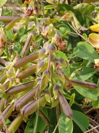 ถั่วมาร ถั่วกระดิ่ง crotalaria retusa | เมล็ดพันธุ์ดี เกษตรวิถีไทย - เมืองระยอง ระยอง