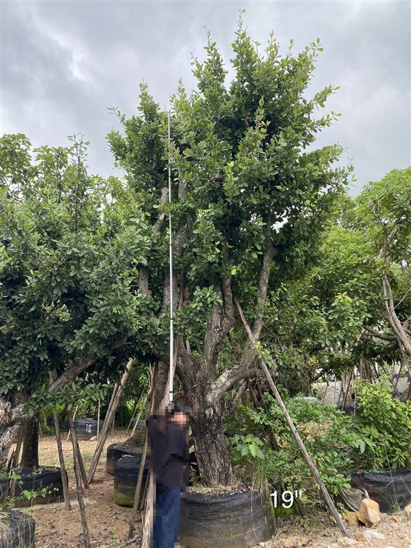 ต้นเกด | สวนสุวนันท์ ไม้ล้อม  -  สระบุรี