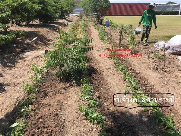 รับดูแลสวนเกษตรราคาถูก | SKC Chonburi - เมืองชลบุรี ชลบุรี