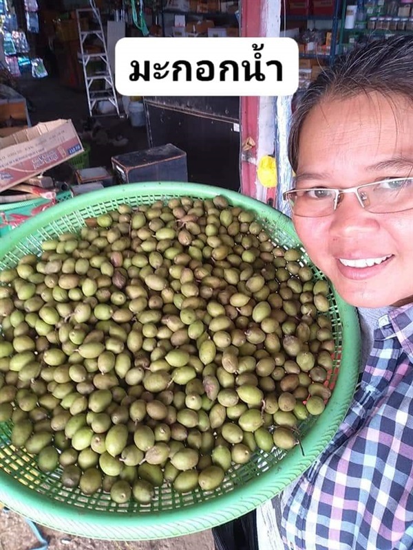 มะกอกน้ำ  ขายเมล็ดพันธุ์/ต้นกล้า  | เมล็ดพันธุ์ดี เกษตรวิถีไทย - เมืองระยอง ระยอง