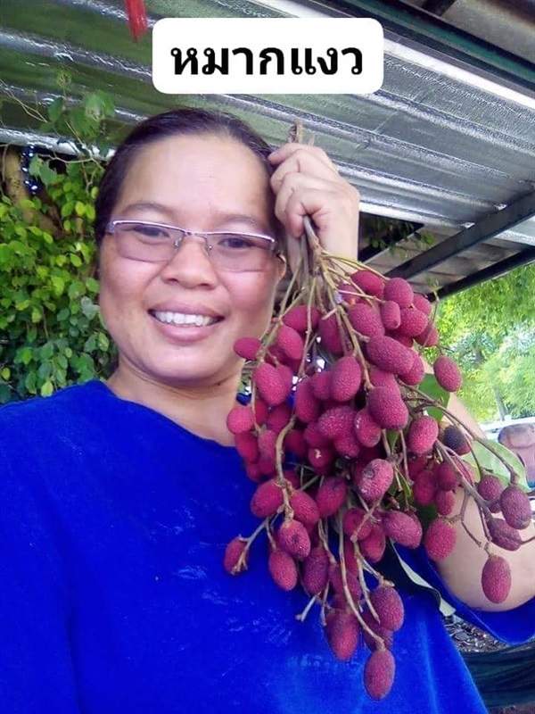 หมากแงว  ขายเมล็ดพันธุ์/ต้นกล้า  | เมล็ดพันธุ์ดี เกษตรวิถีไทย - เมืองระยอง ระยอง