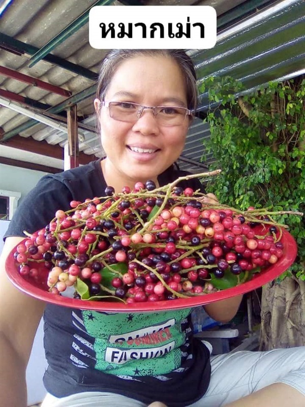 หมากเม่า  ขายเมล็ดพันธุ์/ต้นกล้า  | เมล็ดพันธุ์ดี เกษตรวิถีไทย - เมืองระยอง ระยอง