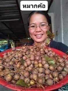 หมากค้อ  ขายเมล็ดพันธุ์/ต้นกล้า  | เมล็ดพันธุ์ดี เกษตรวิถีไทย - เมืองระยอง ระยอง