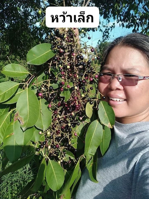 หว้าเล็ก  ขายเมล็ดพันธุ์/ต้นกล้า  | เมล็ดพันธุ์ดี เกษตรวิถีไทย - เมืองระยอง ระยอง