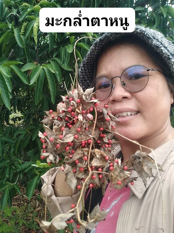 มะกล่ำตาหนู  ขายเมล็ดพันธุ์/ต้นกล้า  | เมล็ดพันธุ์ดี เกษตรวิถีไทย - เมืองระยอง ระยอง