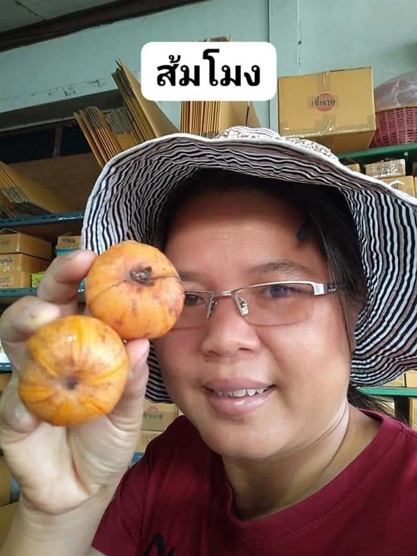 ส้มโมง ขายเมล็ดพันธุ์/ต้นกล้า  | เมล็ดพันธุ์ดี เกษตรวิถีไทย - เมืองระยอง ระยอง