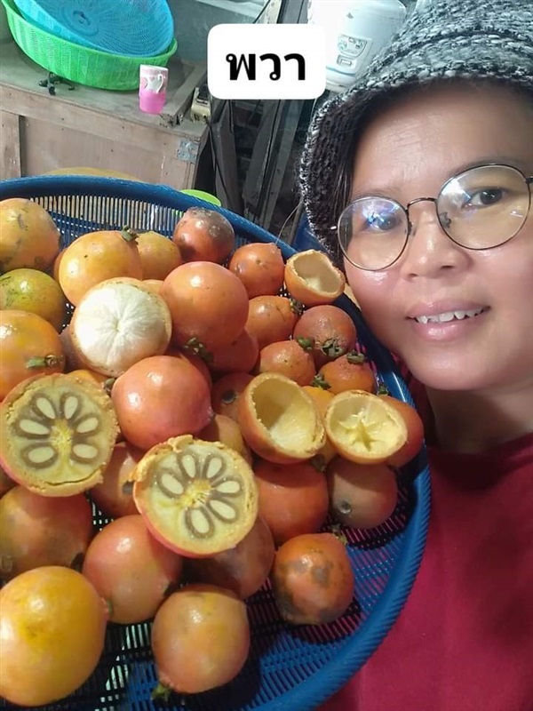 มังคุดป่า พวา ขายเมล็ดพันธุ์/ต้นกล้า  | เมล็ดพันธุ์ดี เกษตรวิถีไทย - เมืองระยอง ระยอง