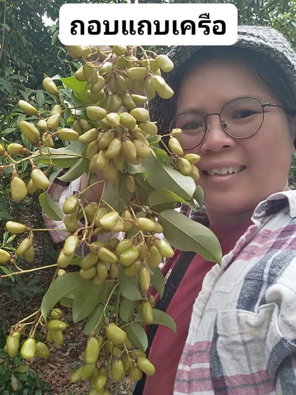 ถอบแถบเครือ เครือหมาว้อ ขายเมล็ดพันธุ์/ต้นกล้า  | เมล็ดพันธุ์ดี เกษตรวิถีไทย - เมืองระยอง ระยอง