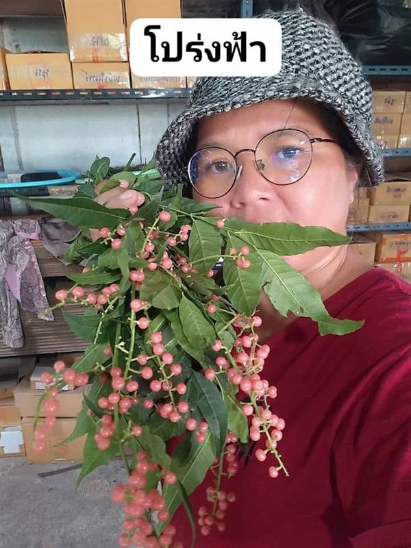 โปร่งฟ้า ขายเมล็ดพันธุ์/ต้นกล้า  | เมล็ดพันธุ์ดี เกษตรวิถีไทย - เมืองระยอง ระยอง