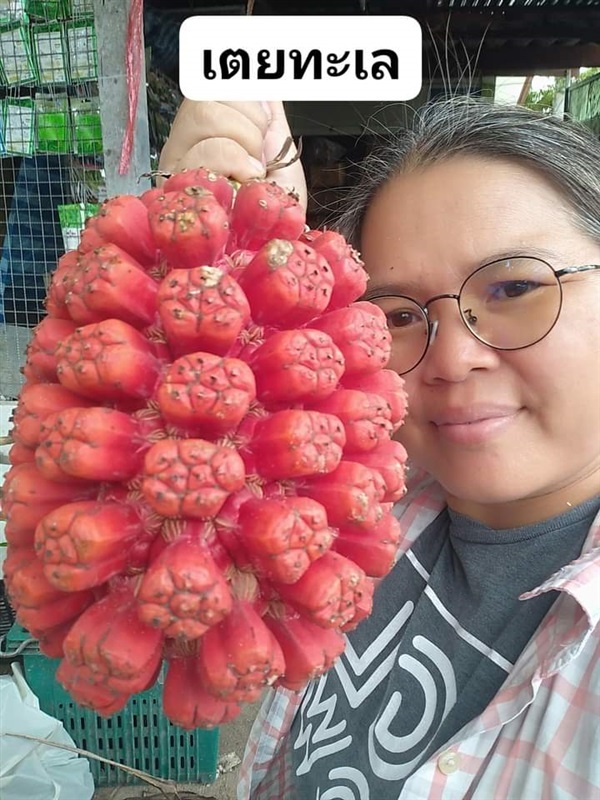 เตยทะเล ขายเมล็ดพันธุ์/ต้นกล้า  | เมล็ดพันธุ์ดี เกษตรวิถีไทย - เมืองระยอง ระยอง