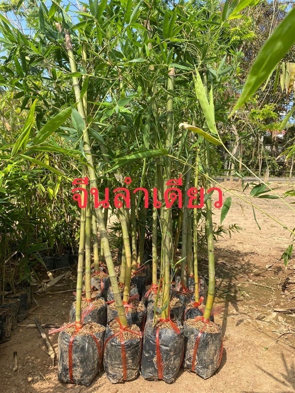 ไผ่จีนลำเดี่ยว ถุงชำ