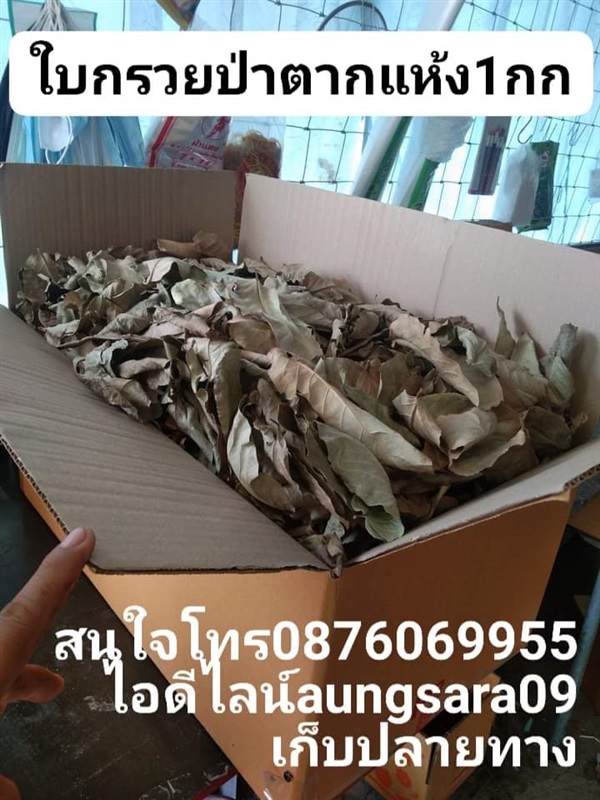 ใบกล้วยป่าตากแห้ง1กก250บาท | เมล็ดพันธุ์ดี เกษตรวิถีไทย - เมืองระยอง ระยอง