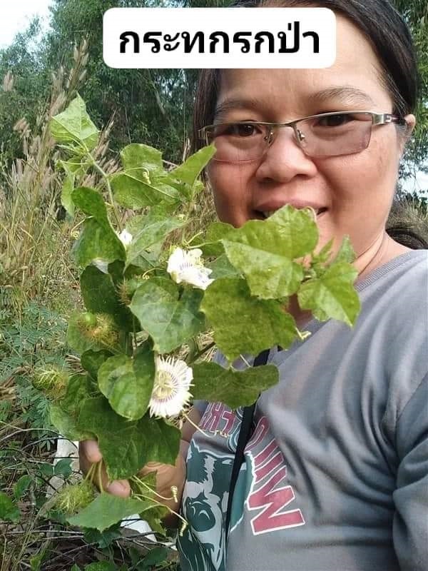 กระทกรกป่า  ขายเมล็ดพันธ์/ต้นกล้า/ทั้งต้นสดตากแห้ง | เมล็ดพันธุ์ดี เกษตรวิถีไทย - เมืองระยอง ระยอง