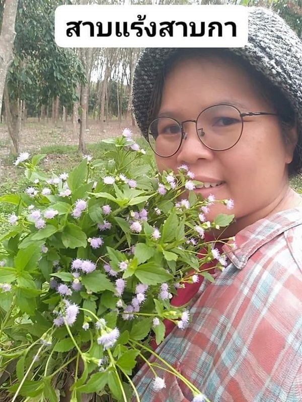 สาบแร้งสาบกา ขายเมล็ดพันธ์/ต้นกล้า/ทั้งต้นสดตากแห้ง | เมล็ดพันธุ์ดี เกษตรวิถีไทย - เมืองระยอง ระยอง