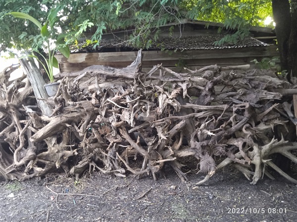 ีรากไม้