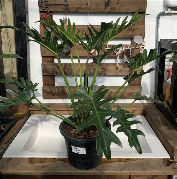 Philodendron Xanadu ซานาดู | SUKYEN PLANTORY - สัตหีบ ชลบุรี
