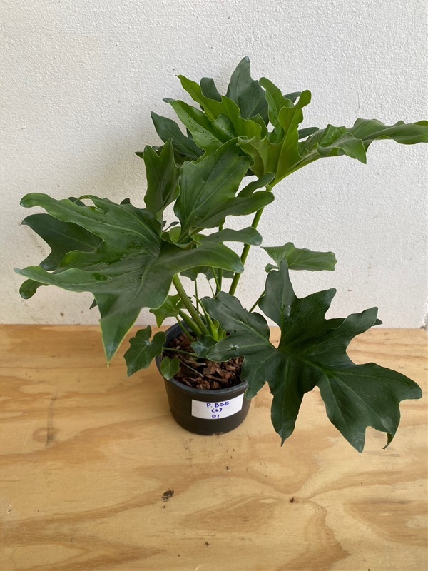 Philodendron bipinnatifidum ฟิโลใบมะละกอ | SUKYEN PLANTORY - สัตหีบ ชลบุรี
