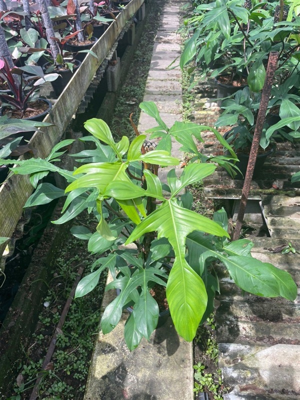 ฟิโลก้ามกุ้งเขียว Philodendron pedatum | SUKYEN PLANTORY - สัตหีบ ชลบุรี