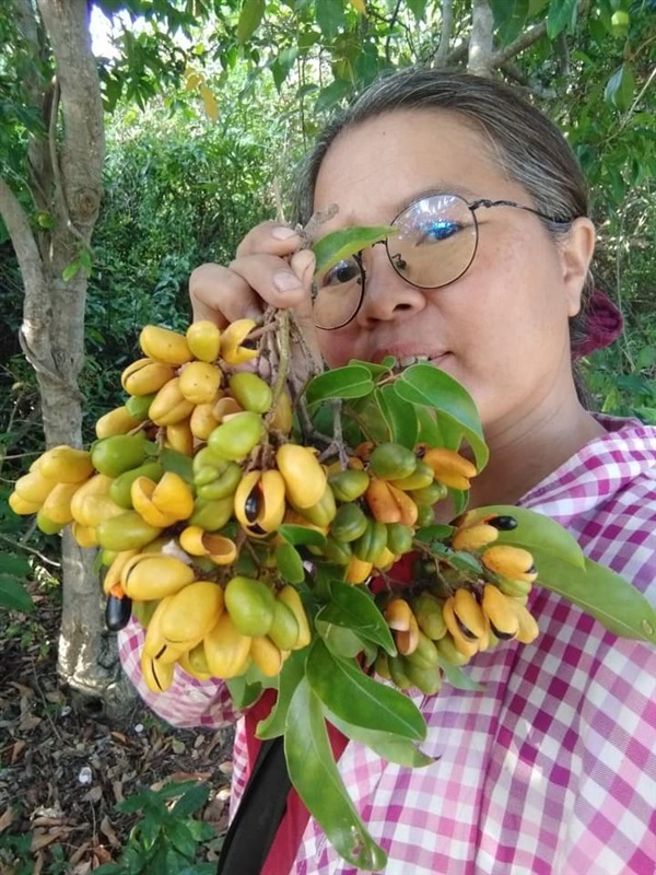 ถอบแถบเครือ เครือหมาว้อ ขายเมล็ดพันธุ์/ต้นกล้า  | เมล็ดพันธุ์ดี เกษตรวิถีไทย - เมืองระยอง ระยอง