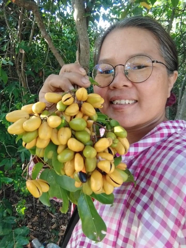  ถอบแถบเครือ เครือหมาว้อ ขายเมล็ดพันธุ์/ต้นกล้า  | เมล็ดพันธุ์ดี เกษตรวิถีไทย - เมืองระยอง ระยอง