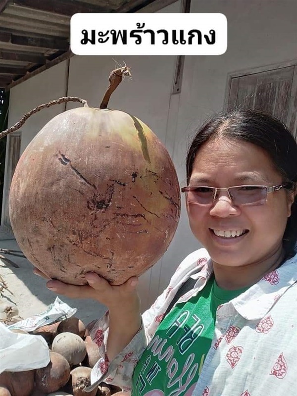 มะพร้าวแกง ขายเมล็ดพันธุ์/ต้นกล้า  | เมล็ดพันธุ์ดี เกษตรวิถีไทย - เมืองระยอง ระยอง