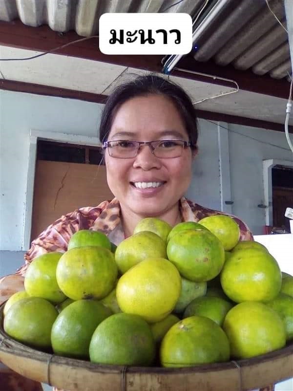 มะนาว ขายเมล็ดพันธุ์/ต้นกล้า  | เมล็ดพันธุ์ดี เกษตรวิถีไทย - เมืองระยอง ระยอง