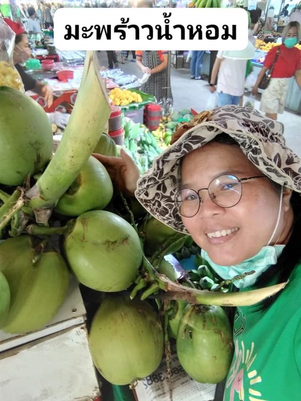 มะพร้าวน้ำหอมกลิ่นใบเตย ต้นกล้า  | เมล็ดพันธุ์ดี เกษตรวิถีไทย - เมืองระยอง ระยอง