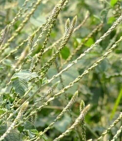 พันงูขาว ขายเมล็ดพันธุ์/ต้นสดตากแห้ง | เมล็ดพันธุ์ดี เกษตรวิถีไทย - เมืองระยอง ระยอง