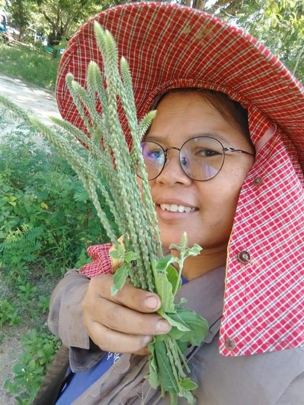 พันงูขาว ขายเมล็ดพันธุ์/ต้นสดตากแห้ง | เมล็ดพันธุ์ดี เกษตรวิถีไทย - เมืองระยอง ระยอง