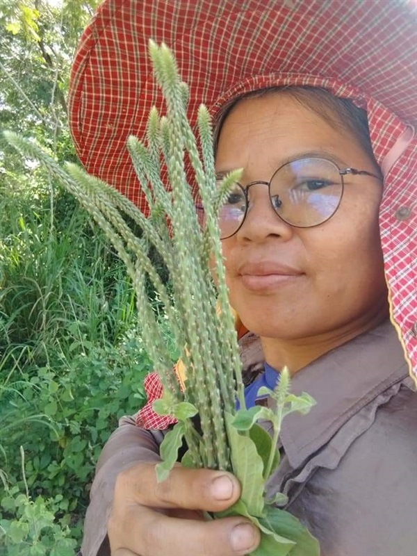 พันงูขาว ขายเมล็ดพันธุ์/ต้นสดตากแห้ง | เมล็ดพันธุ์ดี เกษตรวิถีไทย - เมืองระยอง ระยอง