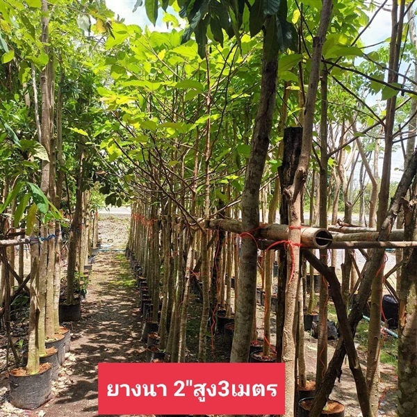 ต้นยางนา ขนาด 2" สูง 3 เมตร | ห้างหุ้นส่วนจำกัด แกรนด์การ์เด้น พลัส - คลองหลวง ปทุมธานี