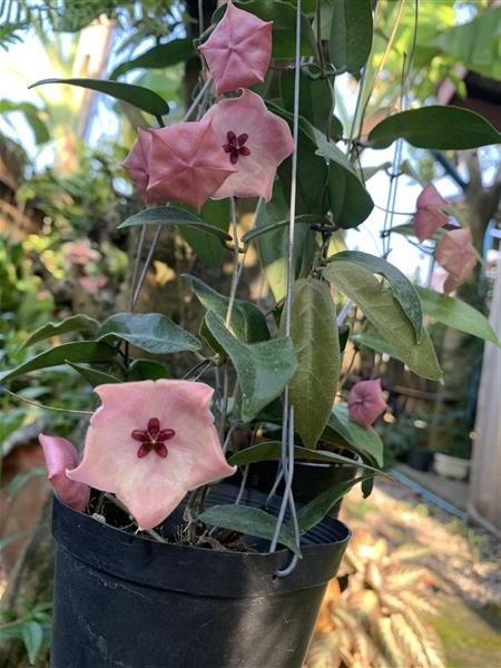 Hoya Patella pink | คุณกุ -  เพชรบุรี