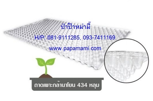 ถาดเพาะกล้านาโยน กลม 434หลุม   | บ้านป่าป๊า & หม่ามี๊ - บางบัวทอง นนทบุรี