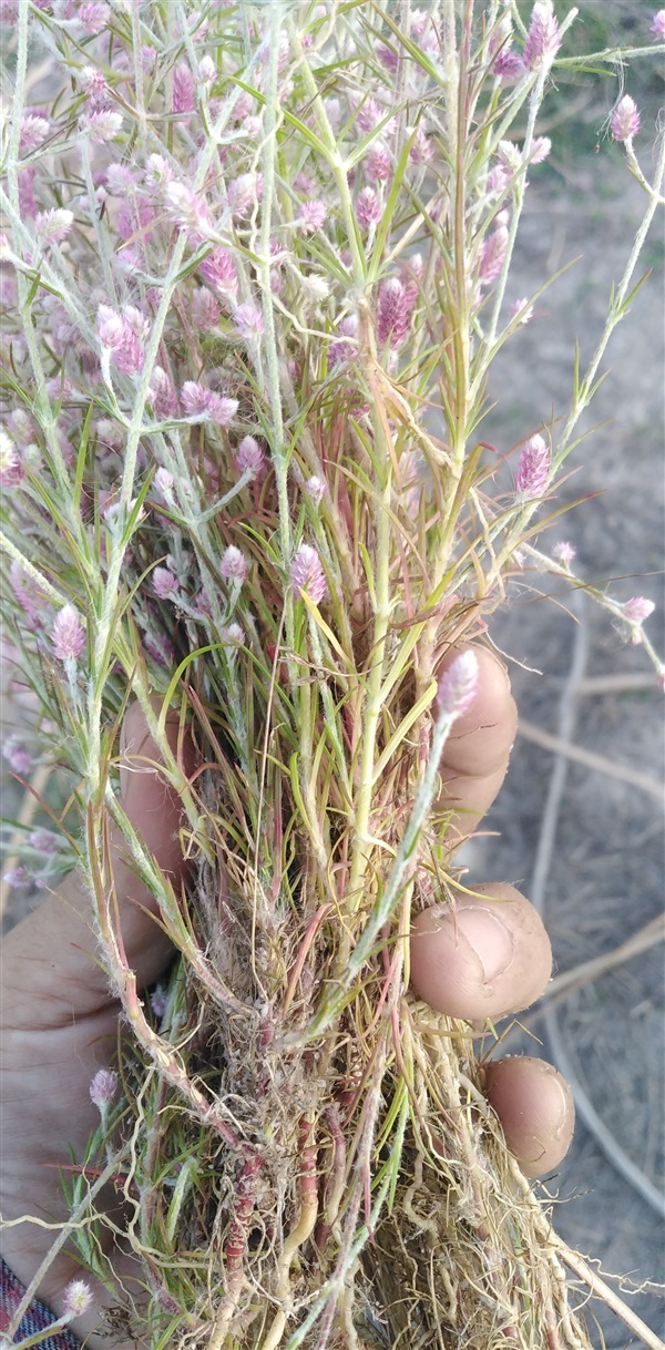 ดอกสิลิยารี Trichuriella monsoniae (L.f.)  | เมล็ดพันธุ์ดี เกษตรวิถีไทย - เมืองระยอง ระยอง