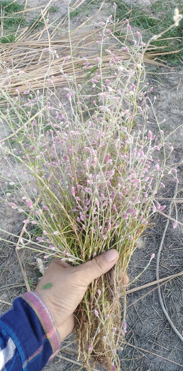 ดอกสิลิยารี Trichuriella monsoniae (L.f.)   | เมล็ดพันธุ์ดี เกษตรวิถีไทย - เมืองระยอง ระยอง