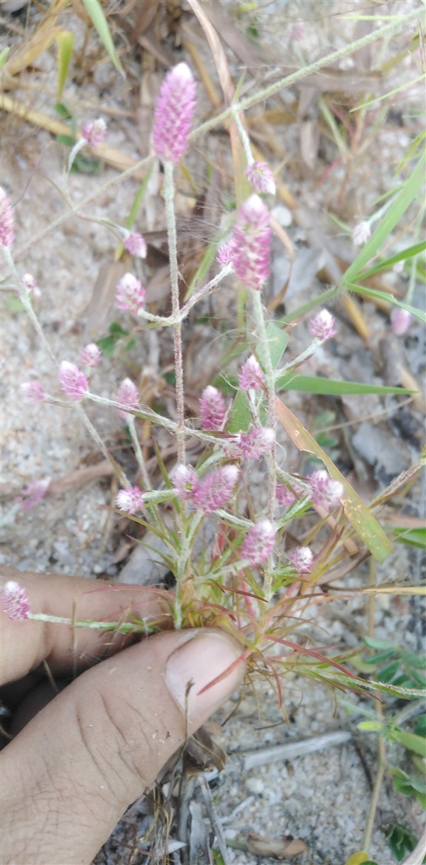 ดอกสิลิยารี Trichuriella monsoniae (L.f.)  