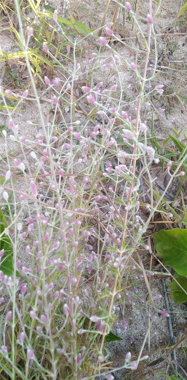  ดอกสิลิยารี Trichuriella monsoniae (L.f.)