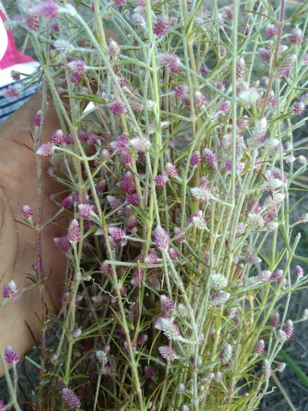 ดอกสิลิยารี Trichuriella monsoniae (L.f.)  | เมล็ดพันธุ์ดี เกษตรวิถีไทย - เมืองระยอง ระยอง