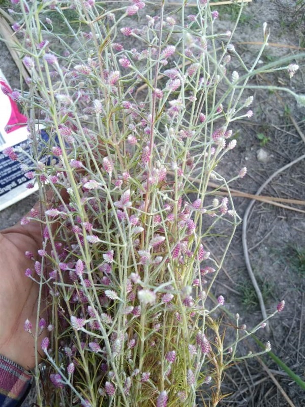 ดอกสิลิยารี Trichuriella monsoniae (L.f.)  | เมล็ดพันธุ์ดี เกษตรวิถีไทย - เมืองระยอง ระยอง