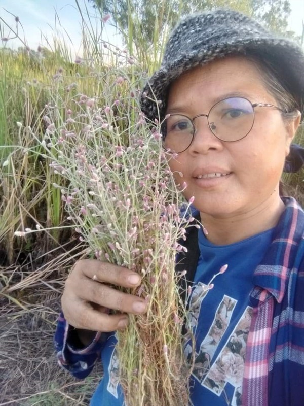 ดอกสิลิยารี Trichuriella monsoniae (L.f.)  | เมล็ดพันธุ์ดี เกษตรวิถีไทย - เมืองระยอง ระยอง