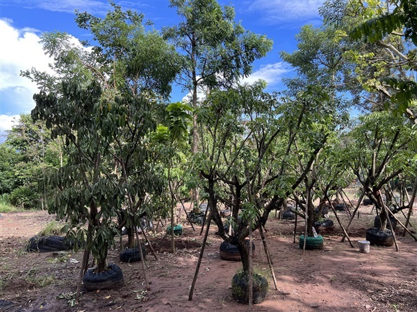 ต้นลำไย พันธุ์อีดอ | สวนสุวนันท์ ไม้ล้อม  -  สระบุรี